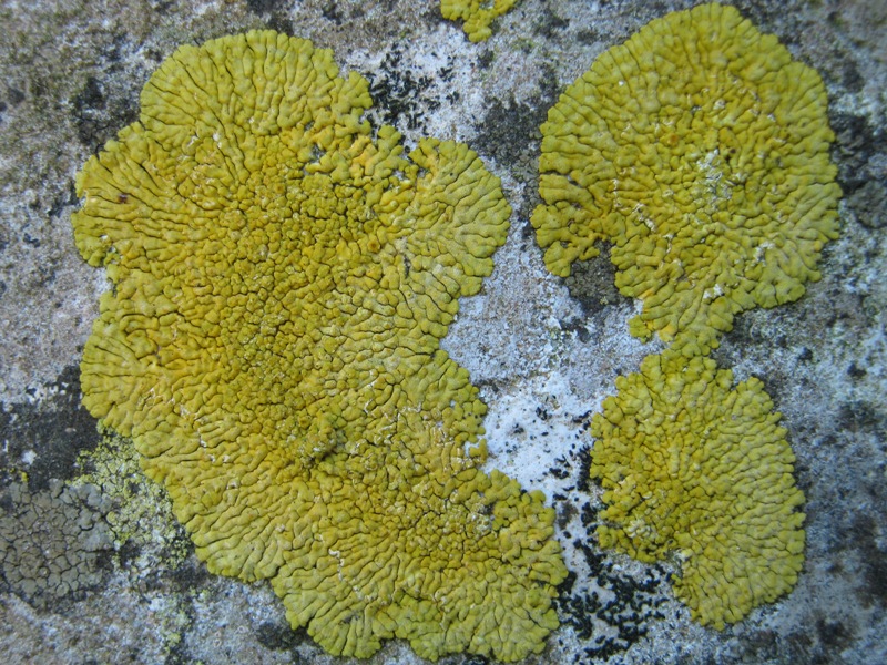 Caloplaca: Da determinare